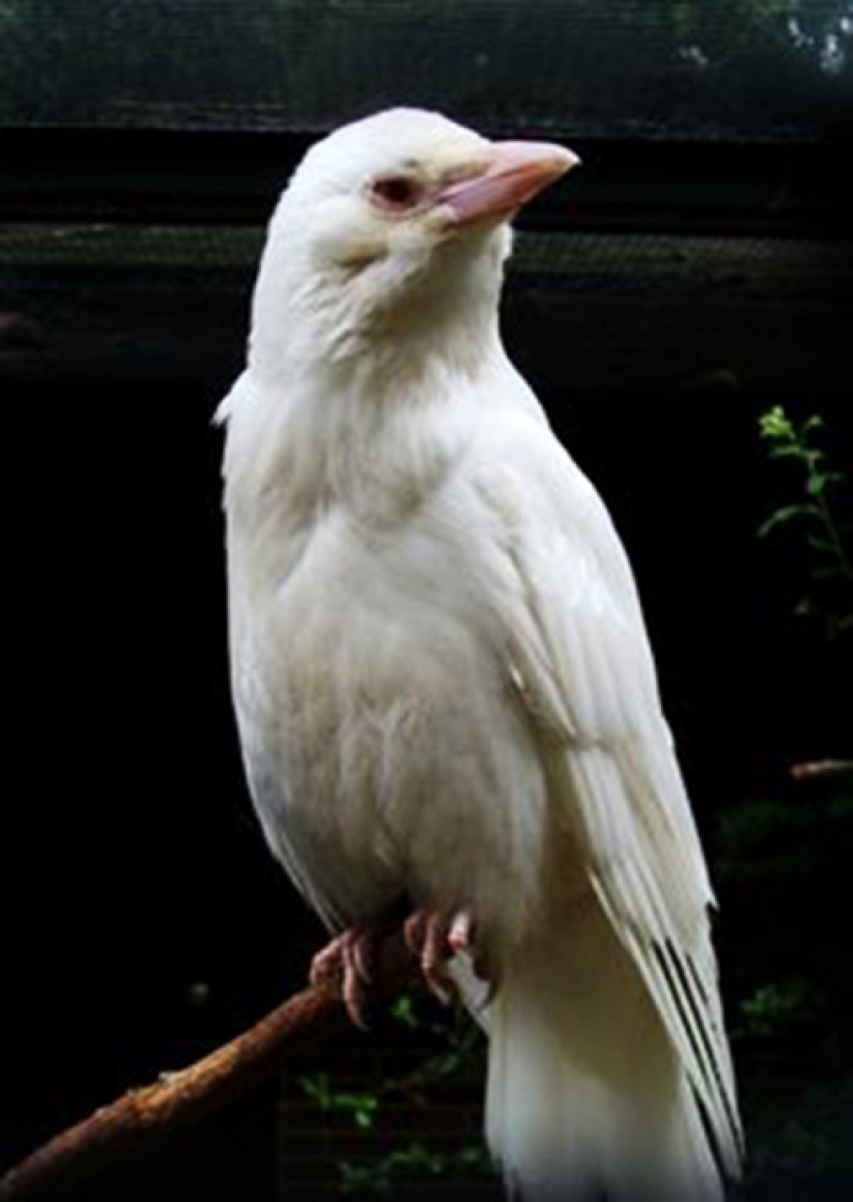 White crow. Галка альбинос. Белая ворона альбинос. Грач альбинос. Сорока альбинос.